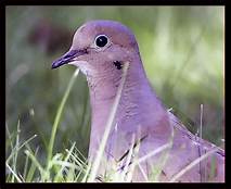 mourning dove pic 1